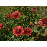 Gaillardia aristata 'Burgunder'